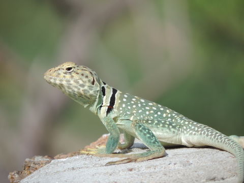 Image of Eastern Collared Lizard