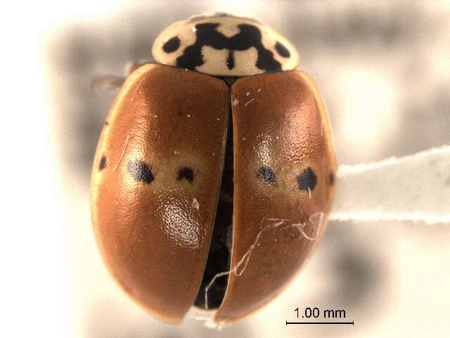 Image of Giant Lady Beetles