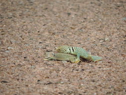 Image of Eastern Collared Lizard