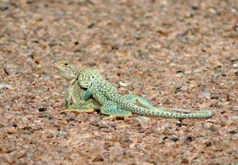 Image of Eastern Collared Lizard