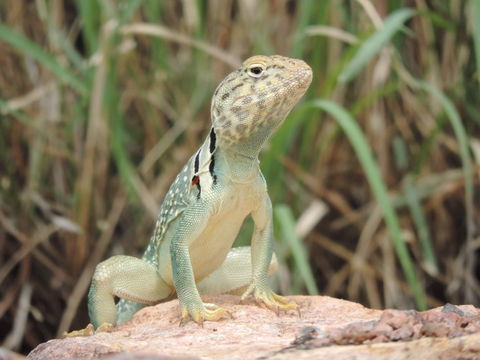 Image of Eastern Collared Lizard