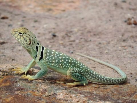 Image of Eastern Collared Lizard