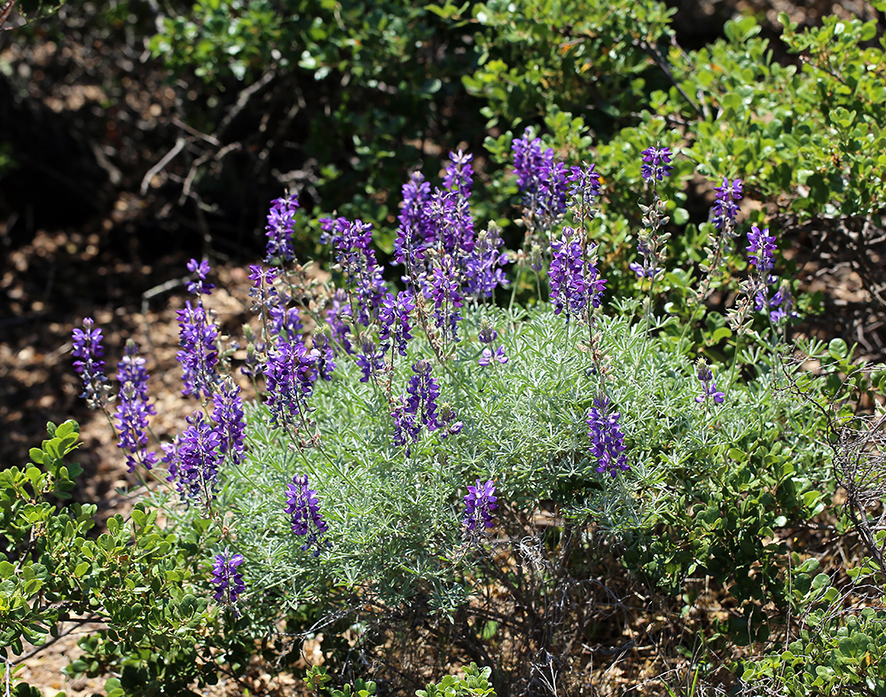 Imagem de Lupinus arboreus Sims