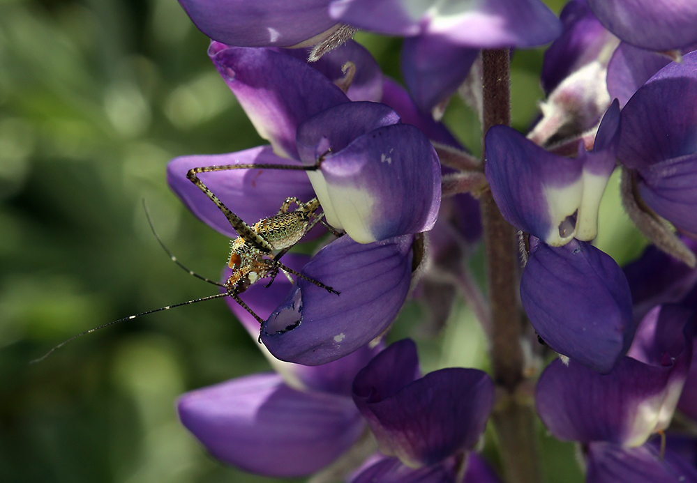 Imagem de Lupinus arboreus Sims