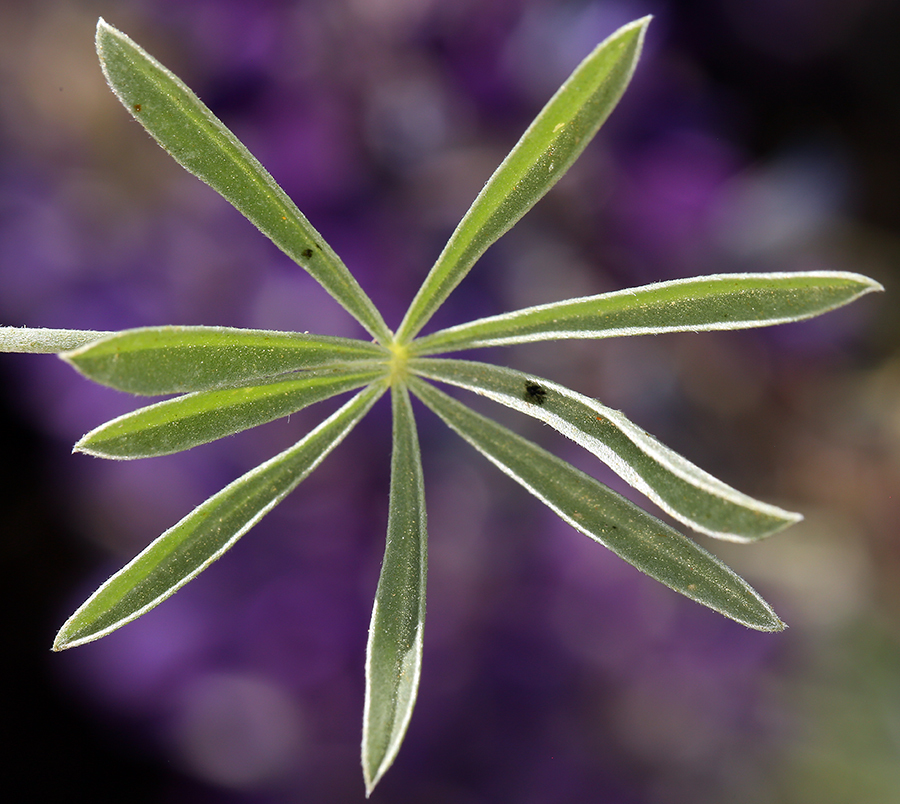 Imagem de Lupinus arboreus Sims