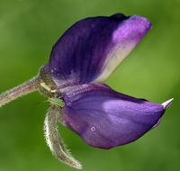 Imagem de Lupinus arboreus Sims