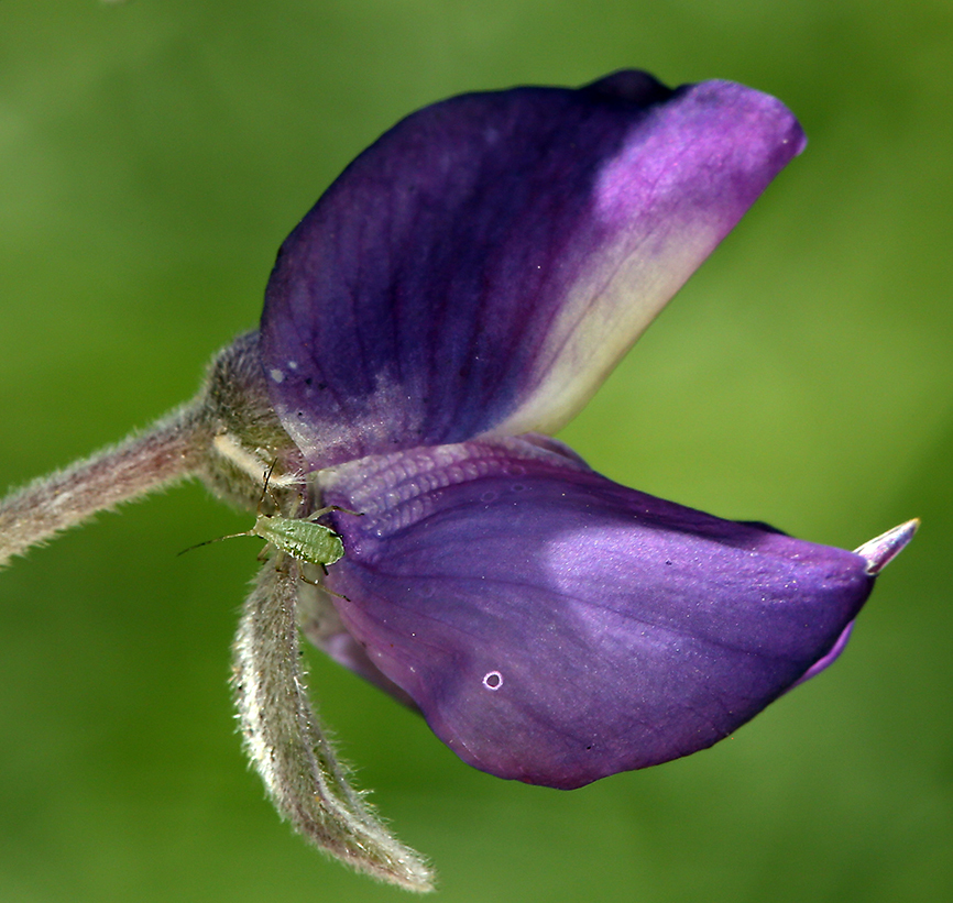 Imagem de Lupinus arboreus Sims