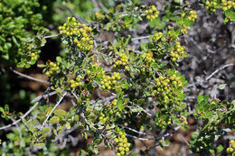 Image of island ceanothus