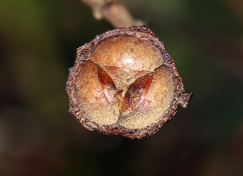 Sivun Ceanothus megacarpus var. insularis (Eastw.) Munz kuva