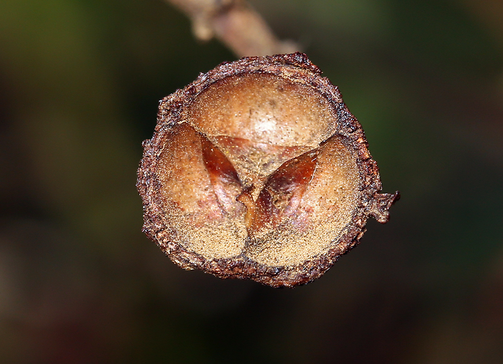 Image of island ceanothus