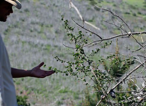 Image of Santa Cruz gooseberry