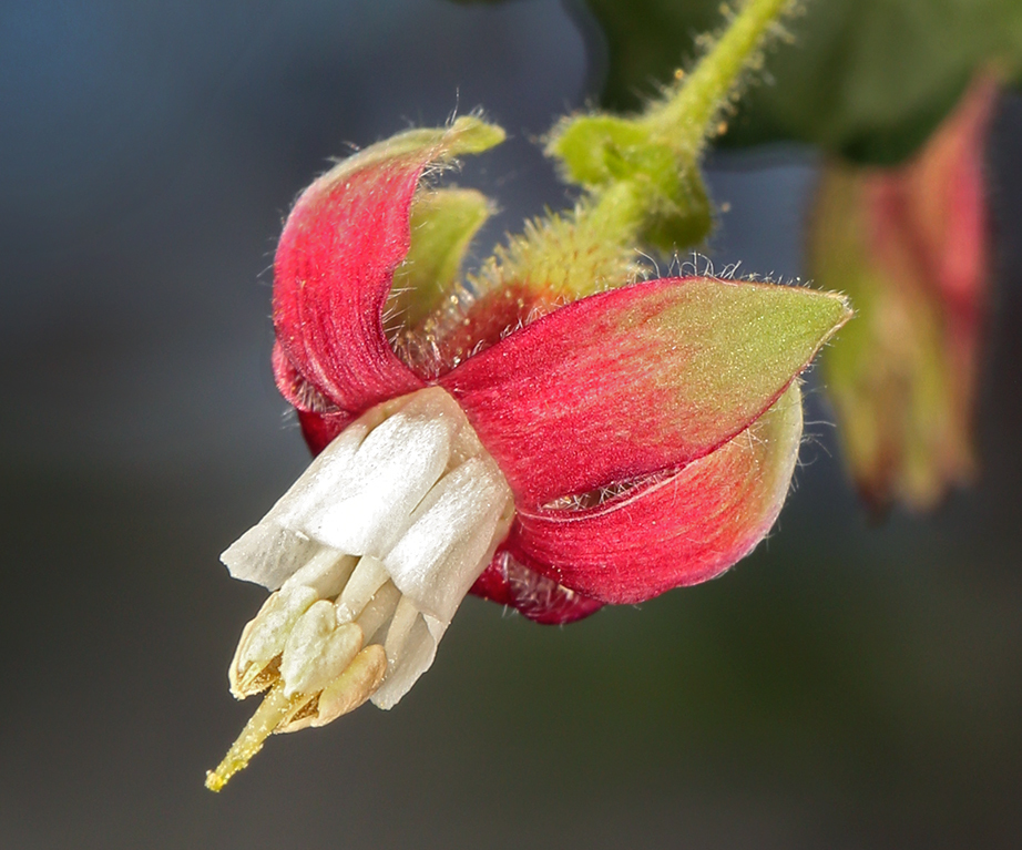 Image de Ribes thacherianum (Jeps.) Munz