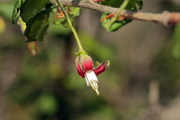 Image de Ribes thacherianum (Jeps.) Munz