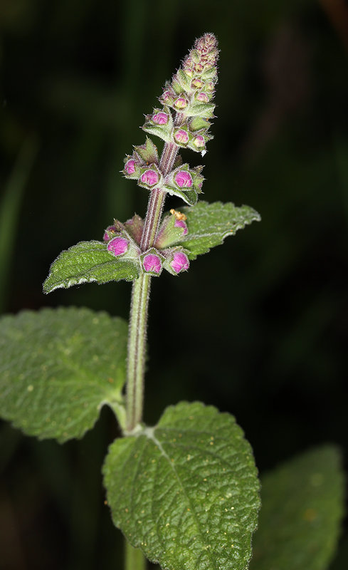 Stachys bullata Benth. resmi