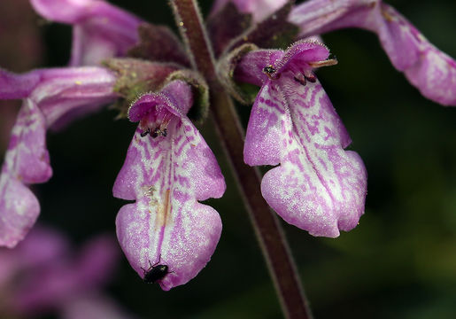 Слика од Stachys bullata Benth.