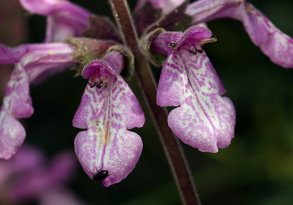 Stachys bullata Benth. resmi