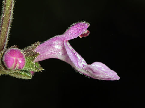 Image of California hedgenettle