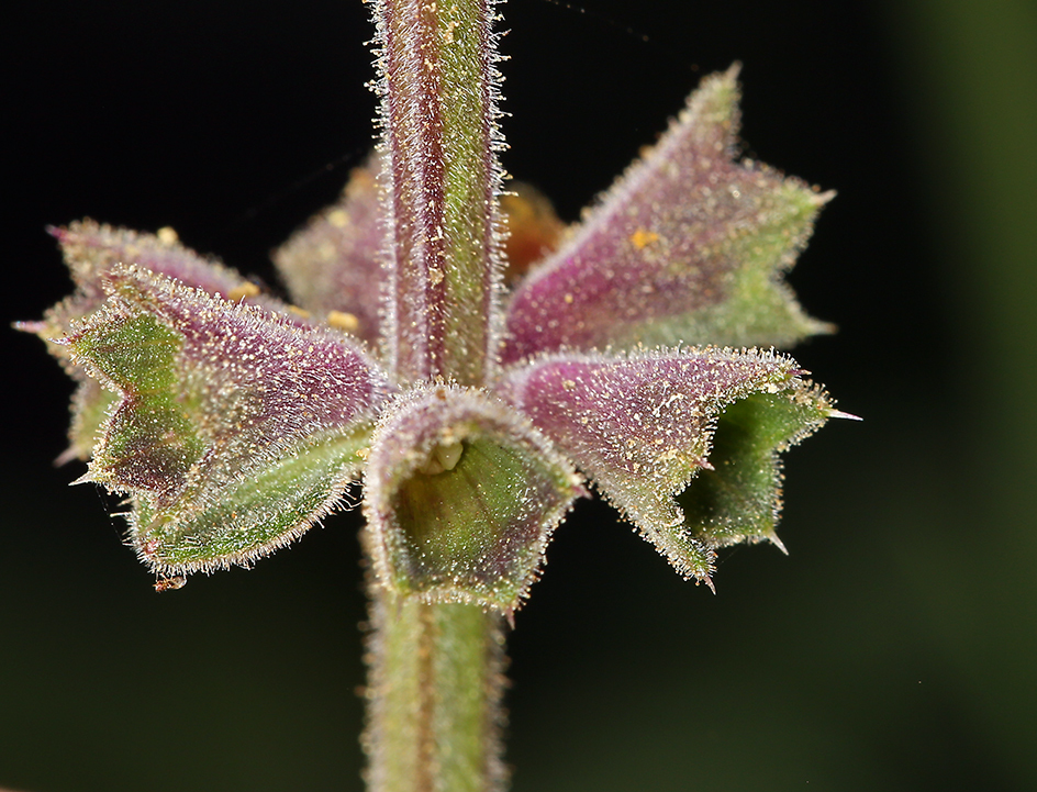 Stachys bullata Benth. resmi