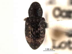 Image of Tyloderma