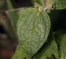 Stachys bullata Benth. resmi