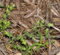 Galium californicum subsp. flaccidum Dempster & Stebbins resmi