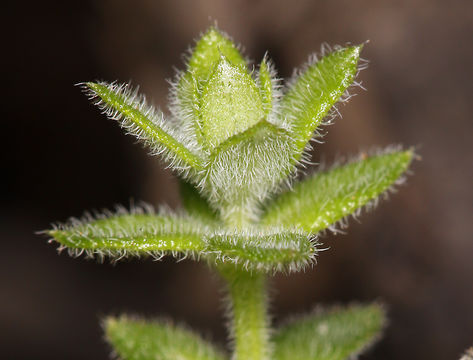 Plancia ëd Galium californicum subsp. flaccidum Dempster & Stebbins