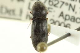 Image of Paracardiophorus