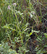 Imagem de Phacelia cicutaria var. hispida (A. Gray) J. T. Howell