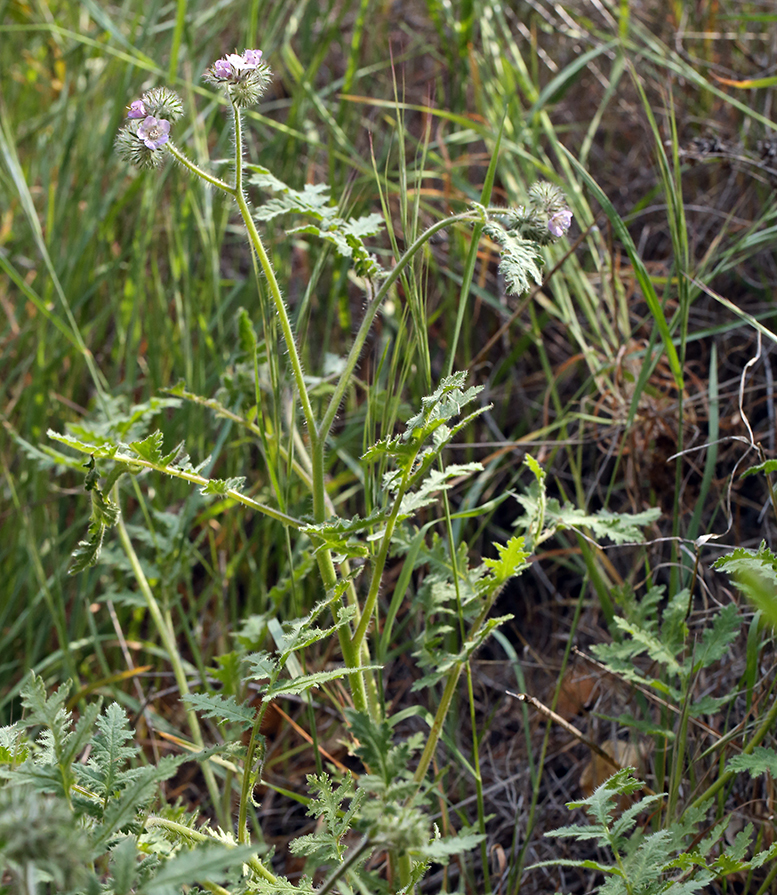 Phacelia cicutaria var. hispida (A. Gray) J. T. Howell resmi