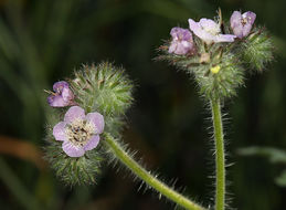 Phacelia cicutaria var. hispida (A. Gray) J. T. Howell resmi