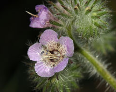 Phacelia cicutaria var. hispida (A. Gray) J. T. Howell resmi