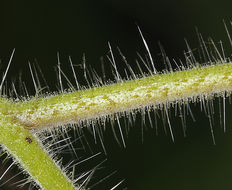 Phacelia cicutaria var. hispida (A. Gray) J. T. Howell resmi