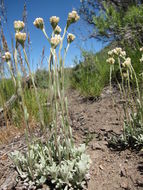 Imagem de Antennaria umbrinella Rydb.