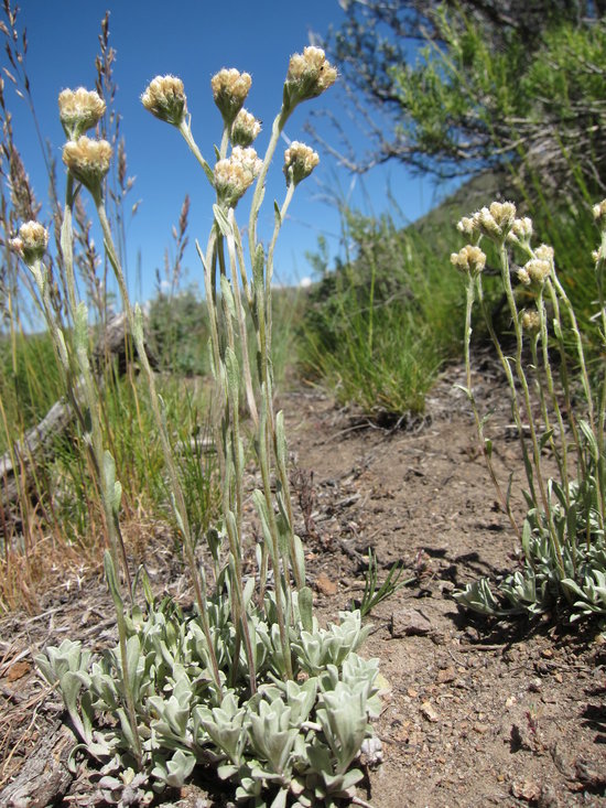 Imagem de Antennaria umbrinella Rydb.