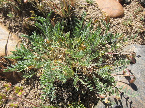 Imagem de Astragalus salmonis M. E. Jones