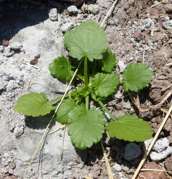 Image of Carolina Bristle-Mallow