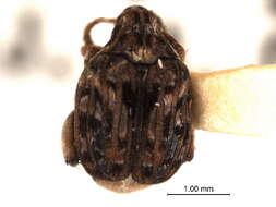 Image of Gibbobruchus