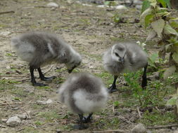 Image of Barnacle Goose