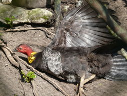 Image of Australian Brush-turkey