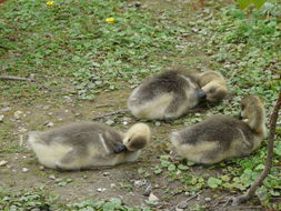 Image of Swan Goose