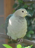 Image of Green Imperial Pigeon