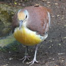 Image of Cinnamon Ground Dove