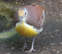 Image of Cinnamon Ground Dove