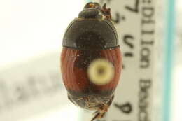 Image of Spilodiscus