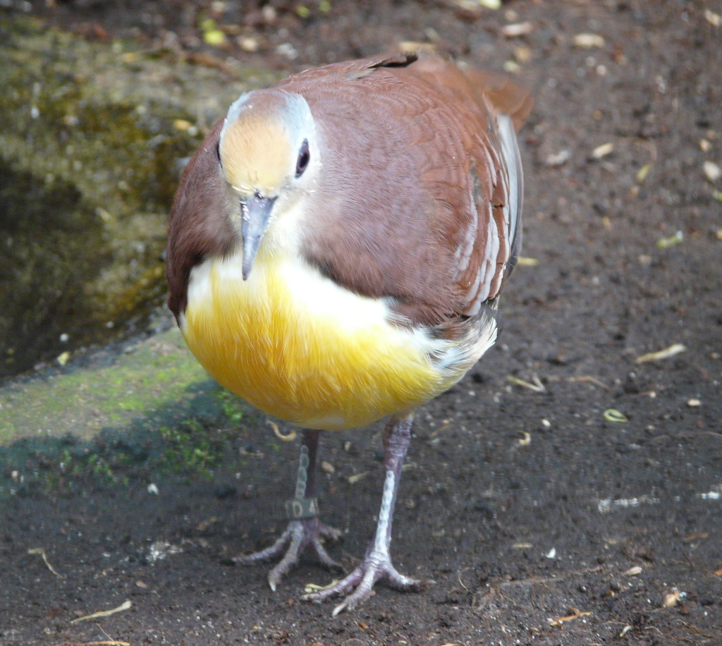 Image of Cinnamon Ground Dove