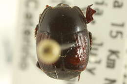 Image of Spilodiscus