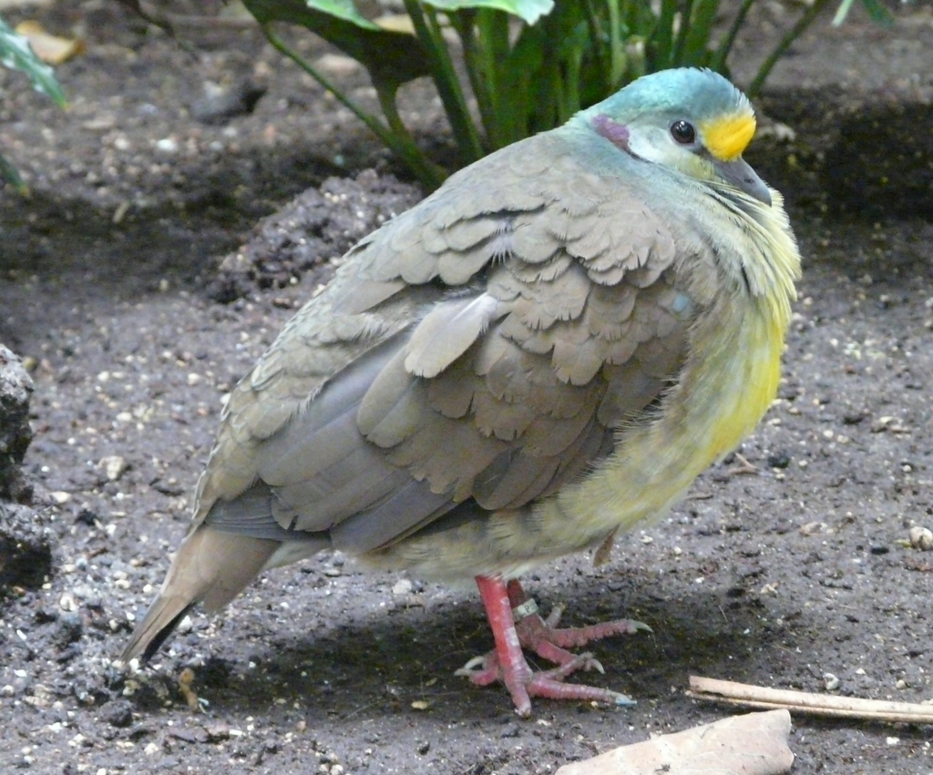 Image of Sulawesi Ground Dove