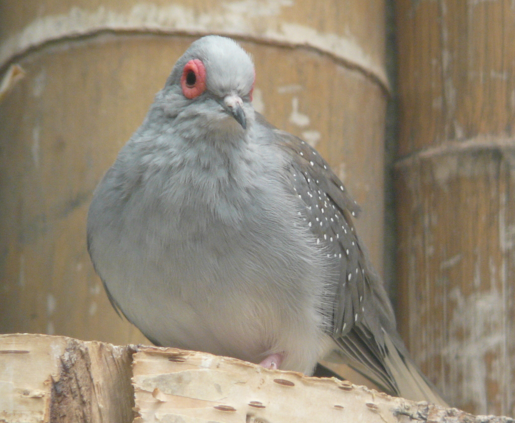 Image of Diamond Dove