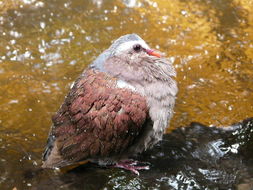 Image of Common Emerald Dove