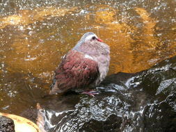 Image of Common Emerald Dove